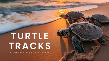 Turtle Tracks | Documentary Trailer