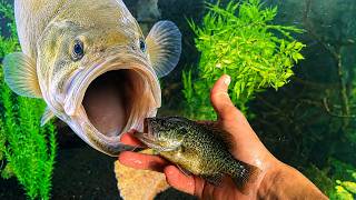 Bass vs. Bluegill (Tank Edition)