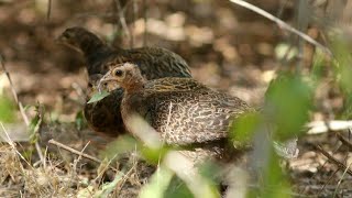 Suara betina paling rame part 19 untuk berburu ayam hutan jago