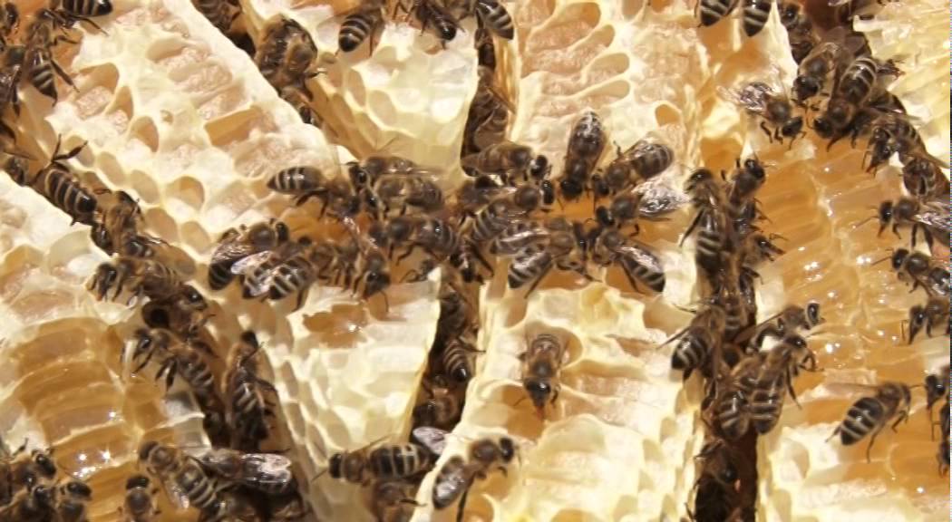 Pčelar sa 450 košnica iz Uzića, Užice