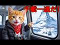 😲初めての雪山で大はしゃぎ！？トラ猫トラの冒険が想像以上だった🐱❄️