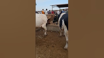 Simental Boğa Pazarı 🇹🇷 | Real Farm Life in Turkey