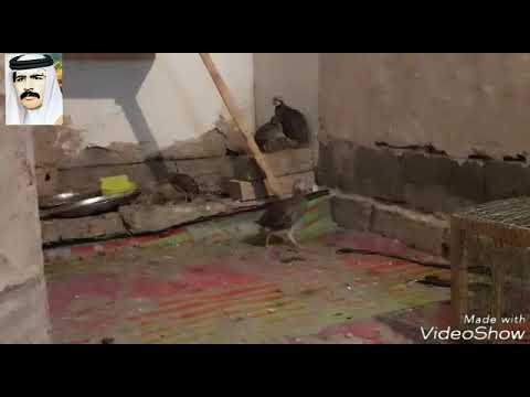 تغريد البلبل الروسي