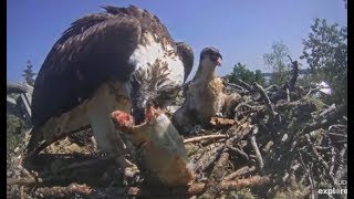 Hog Island Osprey Cam ~ Courageous Rachel ~ Manages To Eat A Fish & Feed ES!! 7.13.19