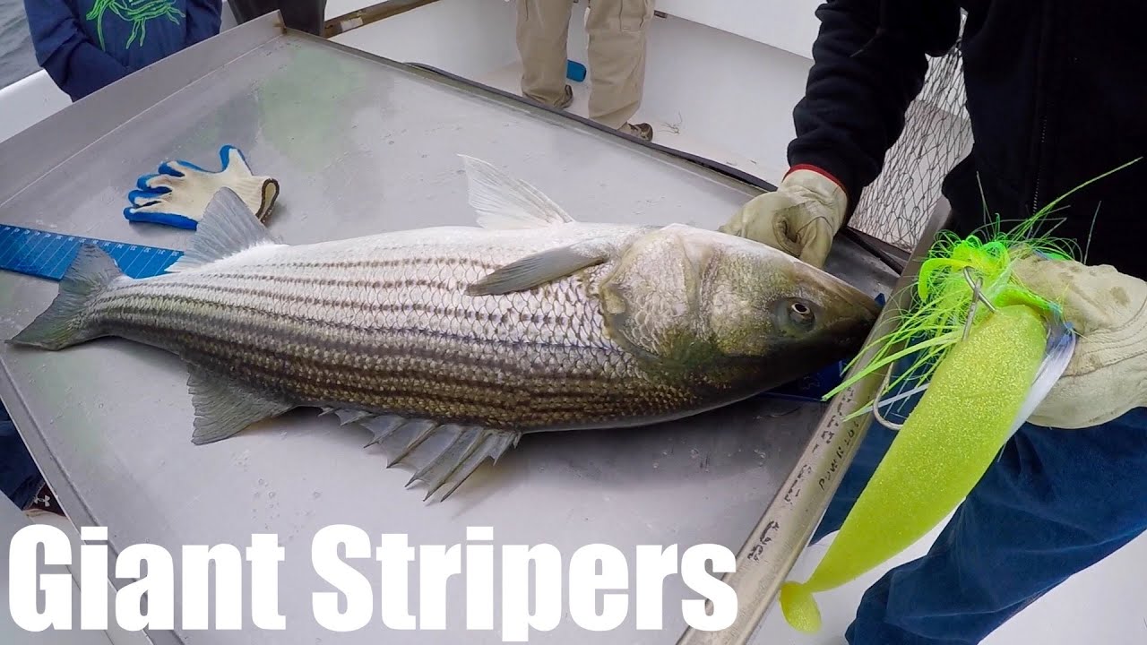 fishing for monster striped bass on the chesapeake bay