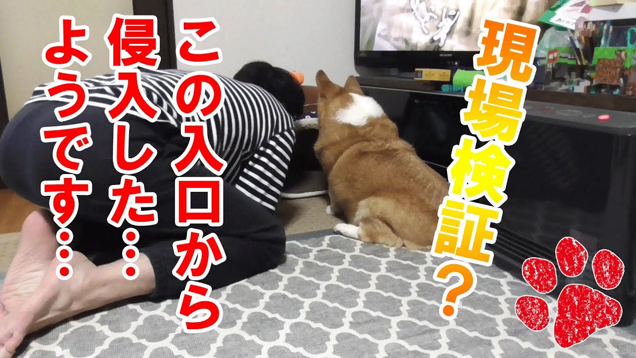 空き巣から守る犬 ペットハウスが壊れちゃう コーギーチロ Youtube 空き巣から守る犬 ペットハウスが壊れちゃう コーギーチロ Youtube