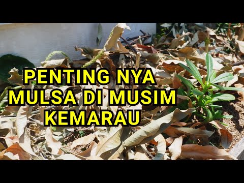 Video: Mulsa Tanah Dengan Rumput Yang Telah Dipotong: Bolehkah Anda Menanam Wortel Dan Sayur-sayuran Lain Di Kebun Dengan Rumput Yang Baru Dipotong Dari Mesin Pemotong Rumput? Manfaat Dan