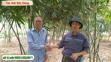 Bí quyết chăm sóc Tre lục trúc khi bị Sâu đục củ Măng