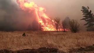 Пожар в лесу Луганской области