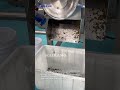 The juicer is extracting juice from seaweed to make organic fertilizer. #FruitjuiceMachine