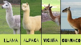 LLAMA| ALPACA| VICUÑA| GUANACO. ¿SABES DIFERENCIAR ENTRE ESTOS? - Mundo Animal