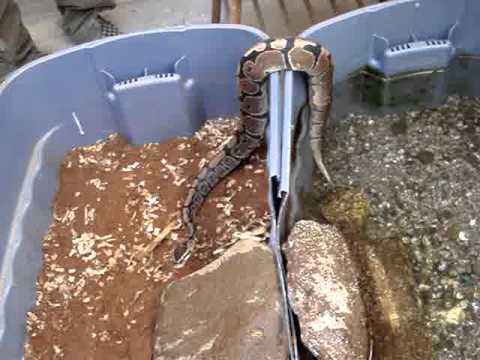 Swimming Ball Python - YouTube