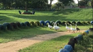 Cute Ducks Dancing & Passing Through The Tyres | ducks enjoying in the park |