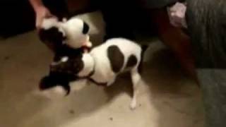 Jack Russell Terrier Humping A Stuffed Animal. Jack Russell Terrier Humping A Stuffed Animal.