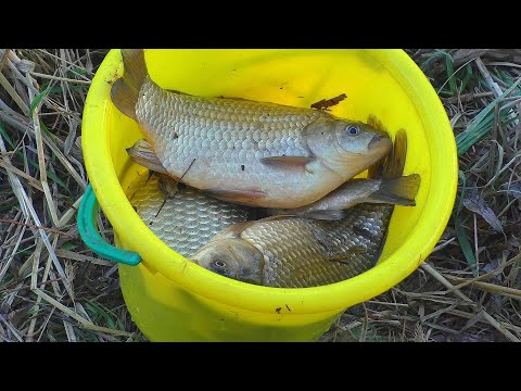 Vídeo: Com Atrapar La Carpa A La Primavera