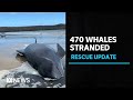 More than 450 whales beached in Tasmania’s largest recorded stranding | ABC News