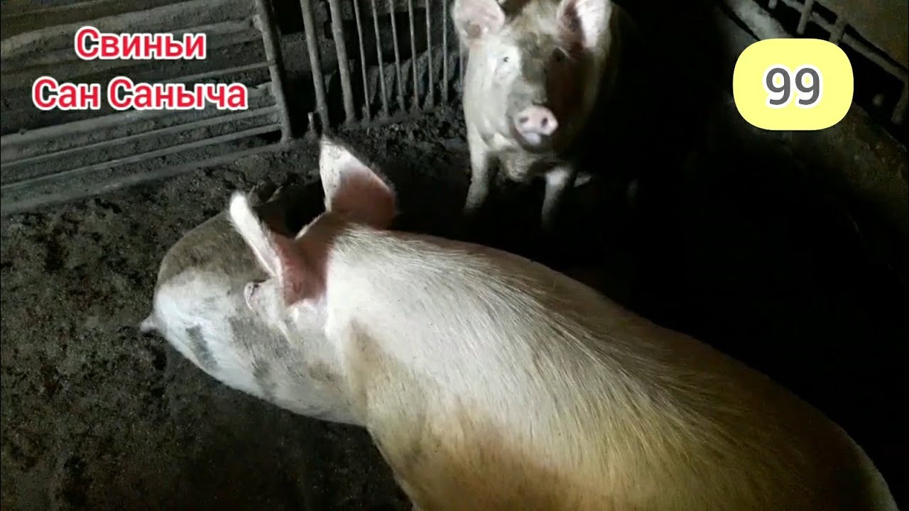 Свинья едет в машине