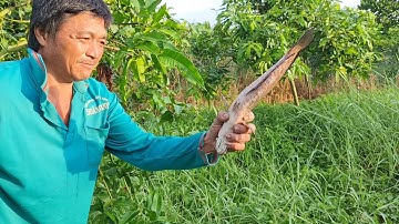 Ra Vườn Cấm Câu Cá lóc kiếm Cá ăn Trong mùa Dịch.Góc Làng Quê TV#05