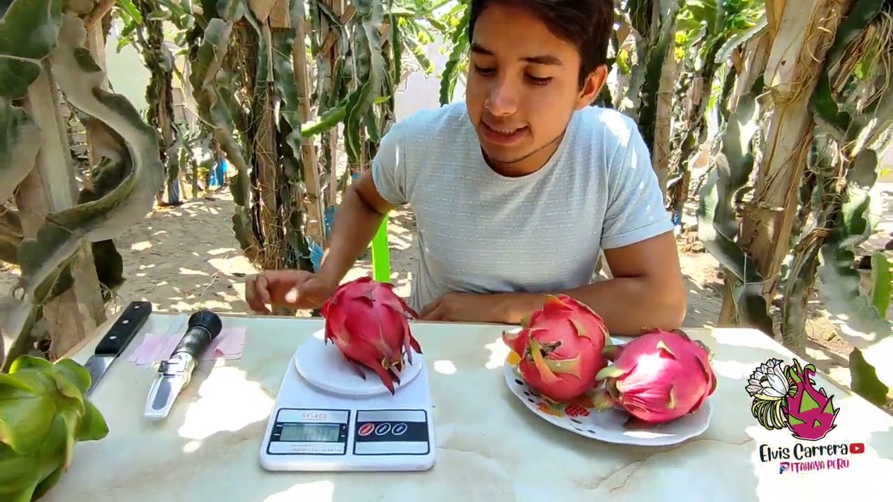 Pitahaya ISIS ROSA, Cebra, Zamorano, Orengue chinese y Connie Mayer 🐉Nuevas variedades en Perú 🐉