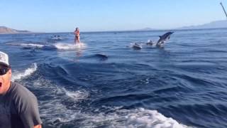 Dolphin Surfing, Woman Wakeboarding with Dolphins as seen on TV (WORLDWIDE!!)