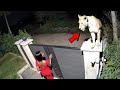 Top 15 Wild Animals In Cities Caught On Camera