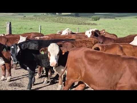 LOTE B01 - 40 NOVILHOS 1,5 ANOS -  PESO APROX. 340 KG - FAZENDA BUTIÁ