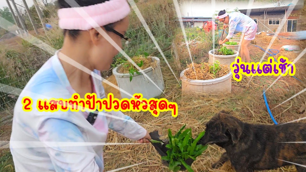 ป้ารบกับหมางานนี้ยุ่งวุ่นวายคนเดียว#ป้าแต๋นชาแนล