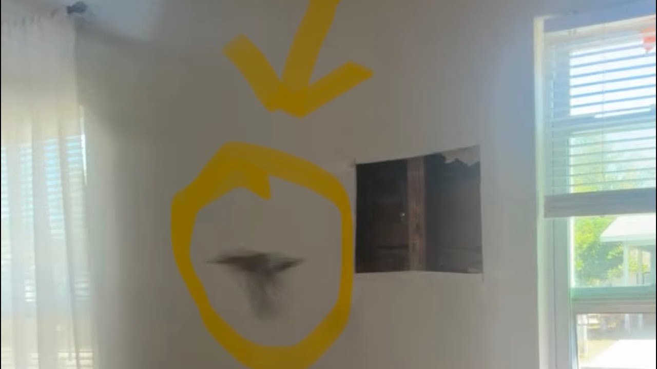 SAVING A WOOD PECKER 🦅 ‼️