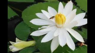 (黃慧音) Imee Ooi - Great Compassion Mantra