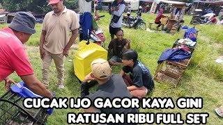 CUCAK IJO GACOR KAYA GINI CUMAN RATUSAN RIBU FULL SET LAGI.