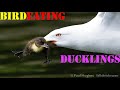 Frantic mother ducks attack a bird eating ducklings for dinner meals in predator hunting prey mode