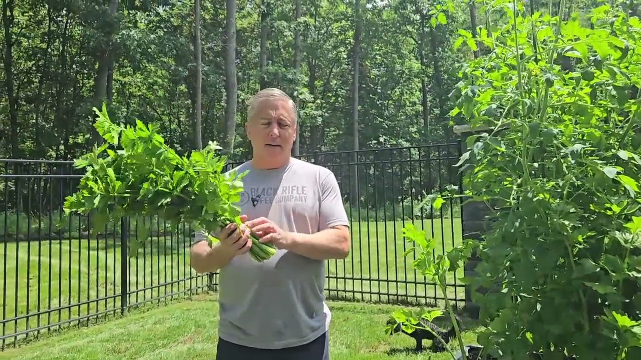 Time to harvest the celery - getting too hot!