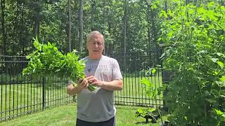 Time To Harvest The Celery - Getting Too Hot!