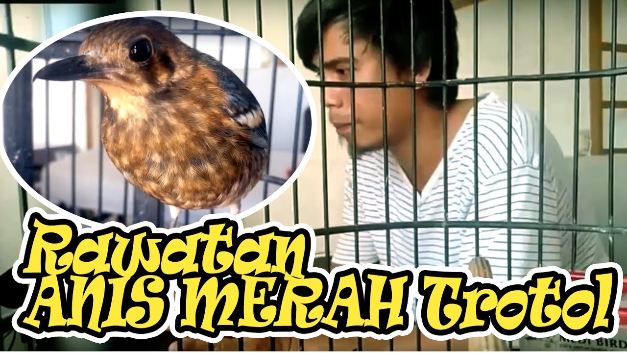 Rawatan ANIS MERAH Trotol AGAR CEPAT BERKICAU 엔