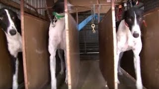 Greyhound care: Housing and exercising pups
