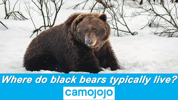 【Camojojo】Where can see black bears most?