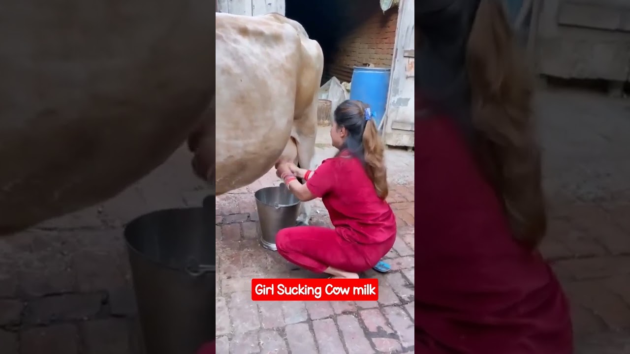 Obejrzyj Girl Sucking Cow milk #trending w YouTube Obejrzyj Girl Sucking Cow milk #trending w YouTube