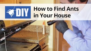 How to Find Ants in Your House