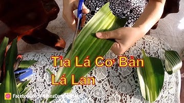 Cắt Tỉa Lá Cơ Bản tập 3-  Cách Cắt LÁ THIẾT MỘC LAN với 7 MẪU LÁ