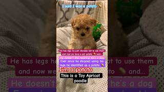 Pet potato #foryou #fyp #shorts #cute #poodle #puppy #dog #pets #doglover #toypoodle #funny #dogs