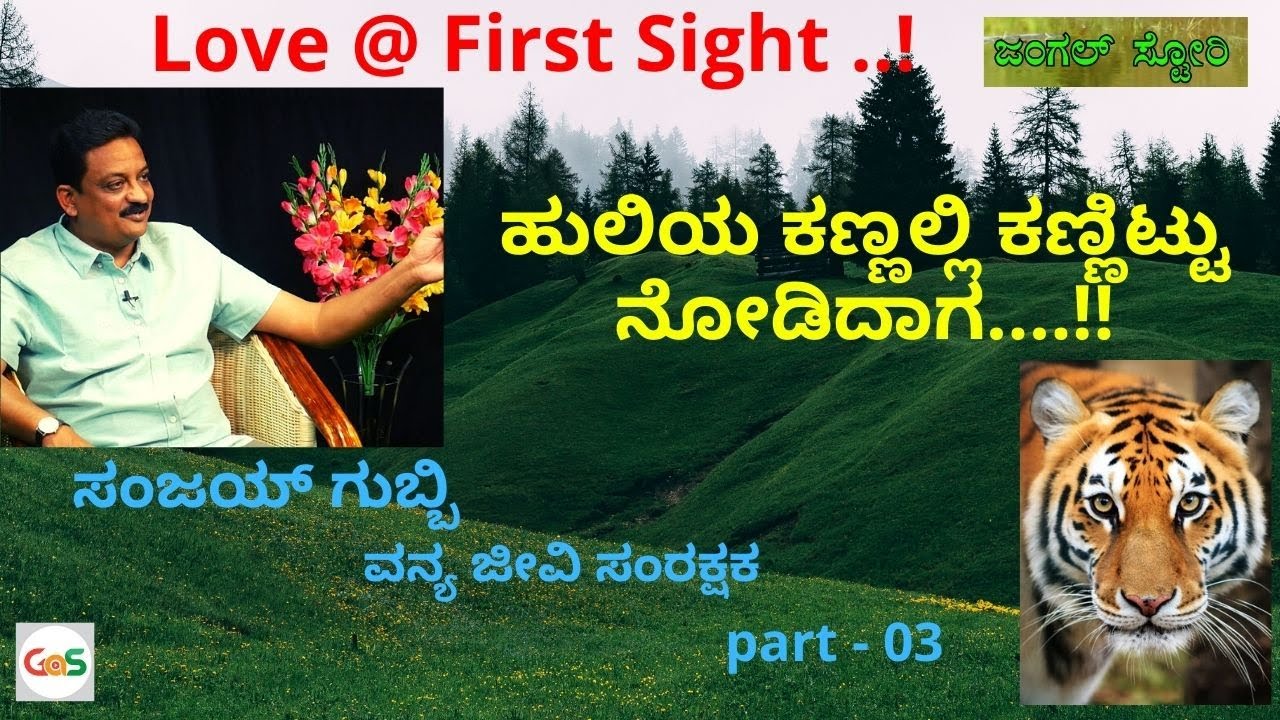 ಹುಲಿಯ ಕಣ್ಣಲ್ಲಿ ಕಣ್ಣಿಟ್ಟು ನೋಡಿದಾಗ....!!|Love @ First Sight ..!|Sanjay Gubbi part-3|Jungle Story