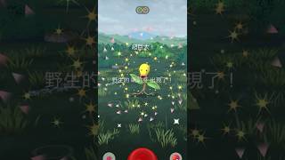 No Way… This XXL 😳 Bellsprout Is a Nundo?! 🥚 | Pokémon GO #pokemon #catch #xxl #nundo #bellsprout