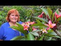 Мангусти Цвіте Плюмерія Ботанічний сад Коко Кратер