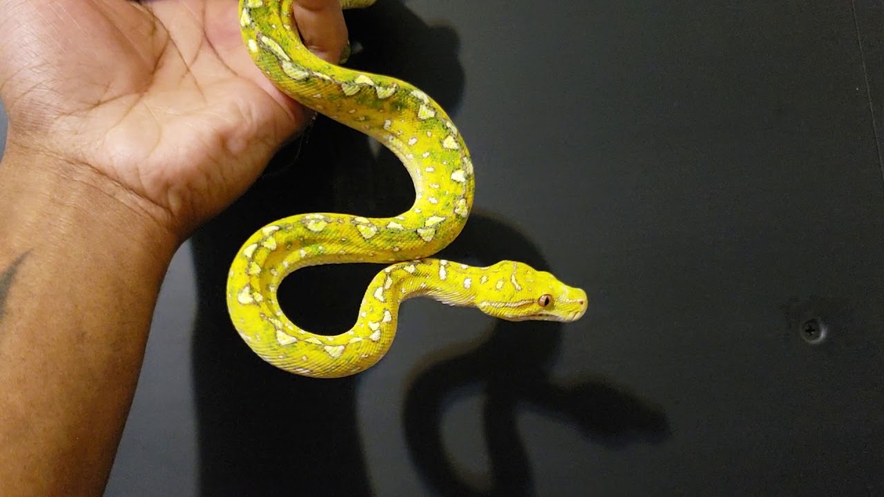 Green tree python handling - YouTube
