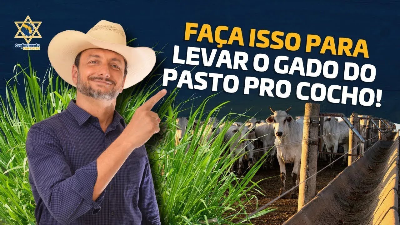 COMO levar o GADO do PASTO para o COCHO!