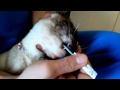 ネコ ハミガキ -Cat Brushing-
