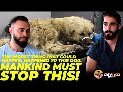 वीडियो: कैसे बताएं कि किस बड़े कुत्ते ने मेरे आवारा कुत्ते को जन्म दिया है?