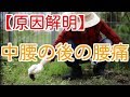 中腰が多くて腰痛になる時に見る動画