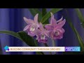 Gulf Orchid Goes Beyond Plants