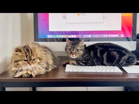 動画編集中に我慢できなくなった猫が邪魔しにきてこうなりましたw